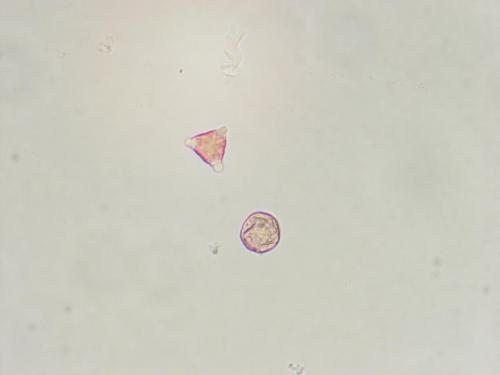 A 06