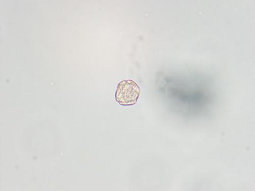 B 06